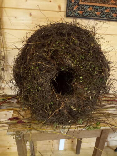 Nest woven from Muehlenbeckia